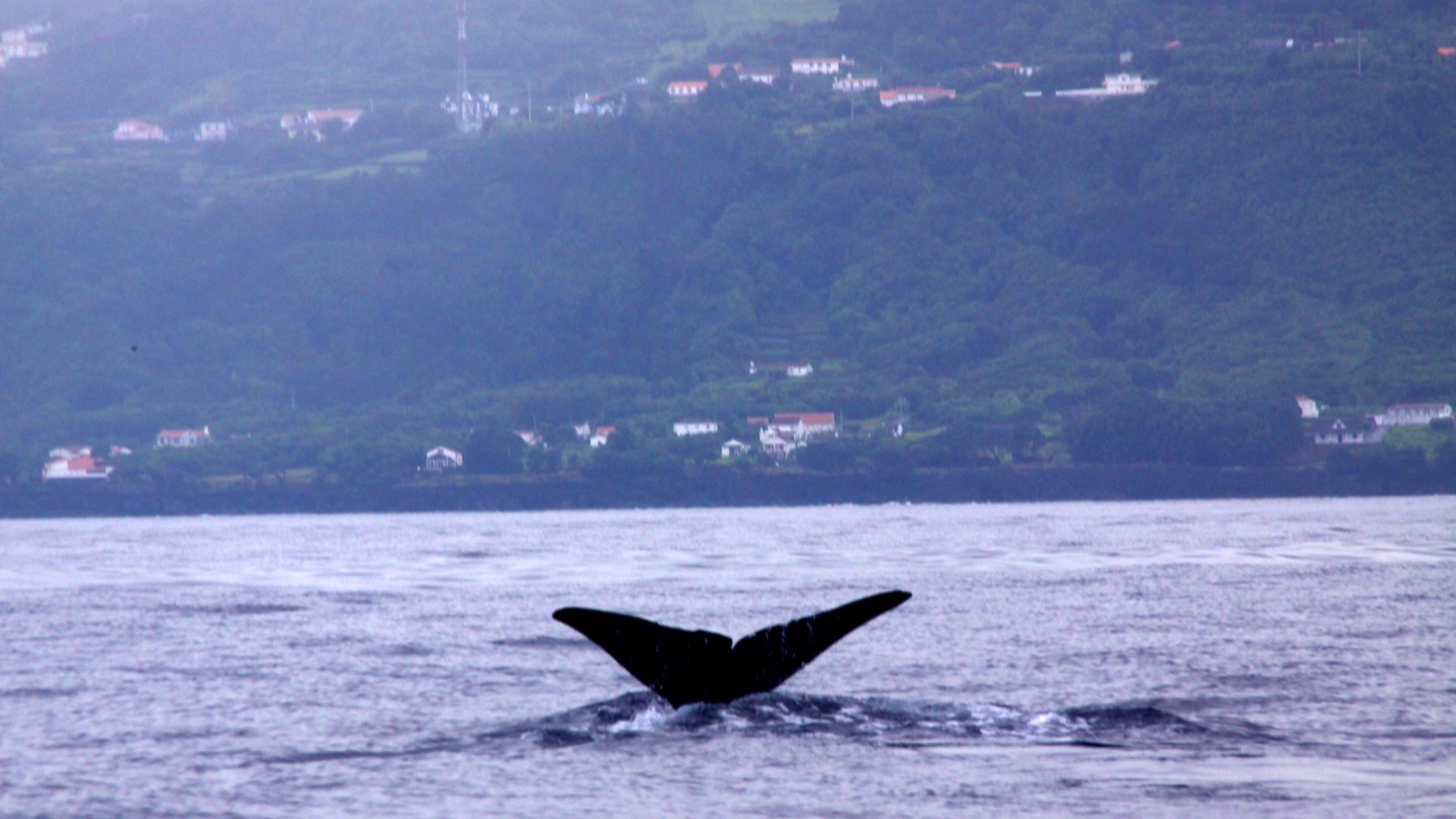 The black fluke of a sperm whale raised above grey water as it dives, with the green terraced coast of an Azorean island behind it.