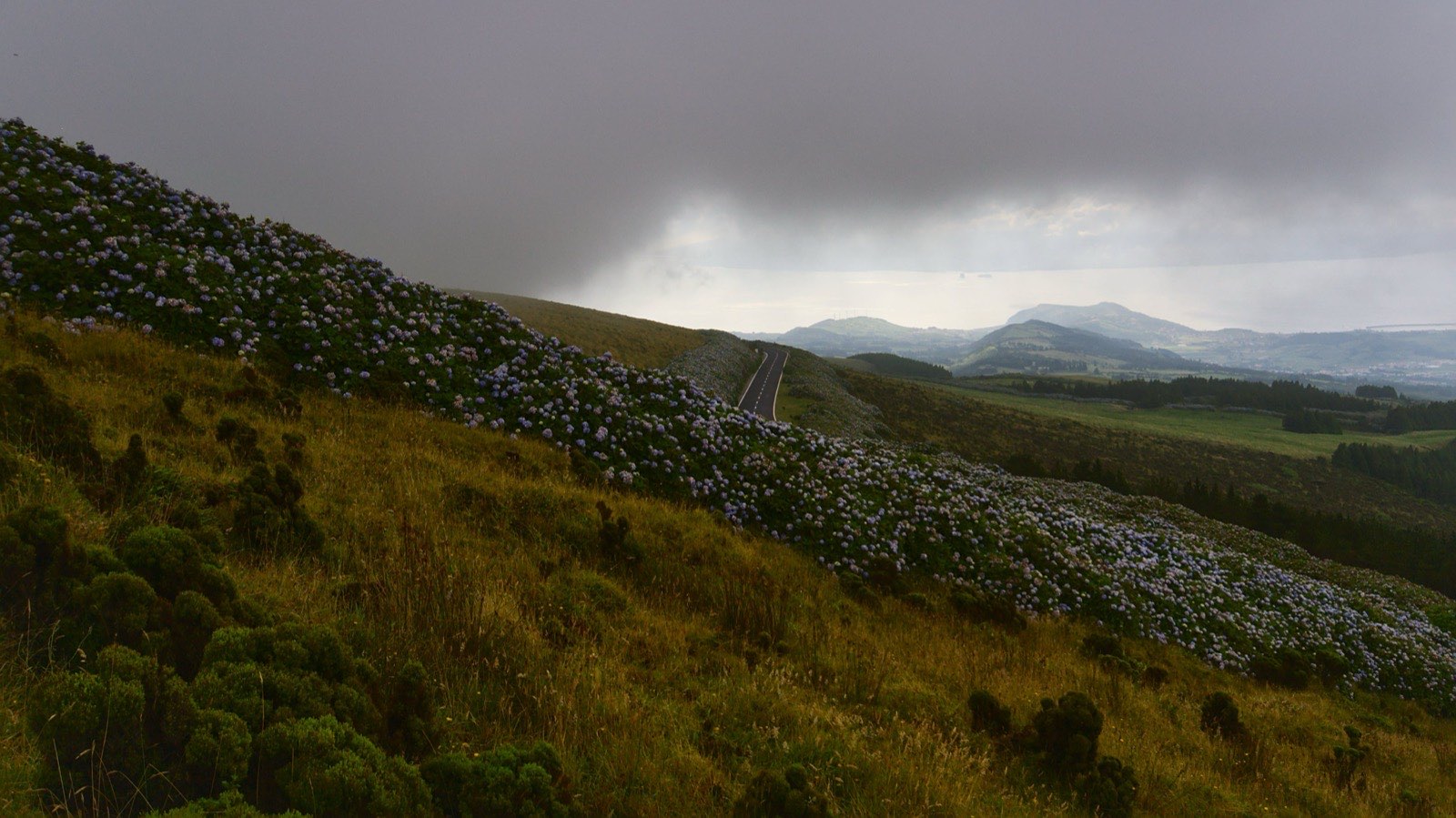 Hydrangeas in bloom lining a road across a green Azorean hillside, with a rain squall moving in over the coast beyond