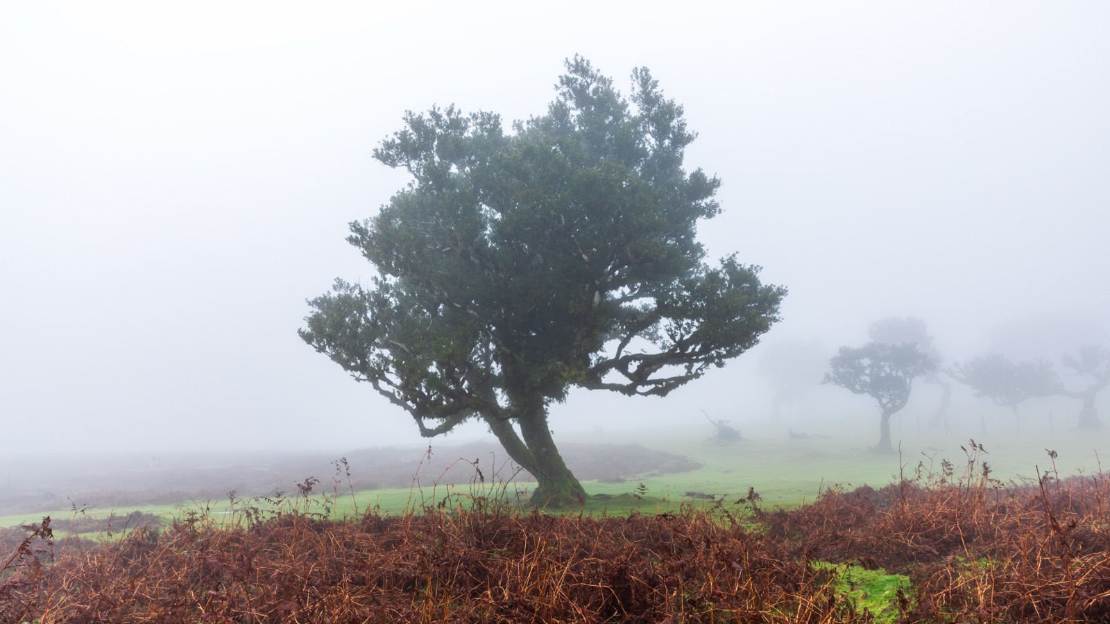 Ancient til trees with twisted branches standing in fog in the Fanal laurel forest on Madeira